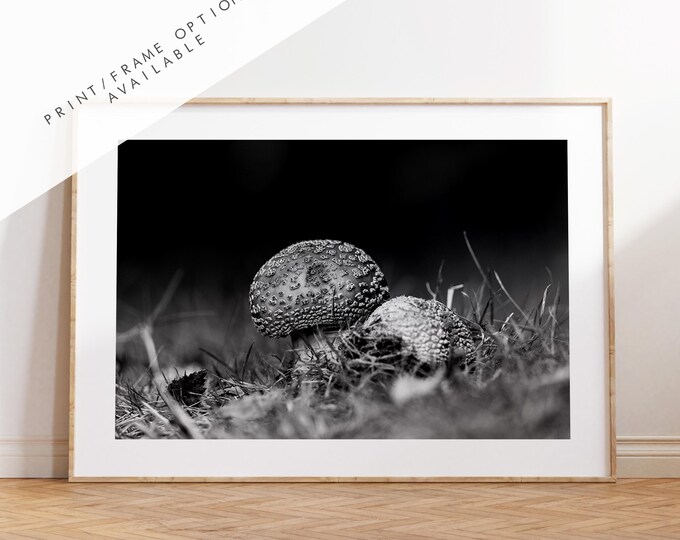 Mushroom Black and White Photography Print - Hampshire Photography Prints - Wall Art -  Frame and Canvas Options - Landscape  - UK