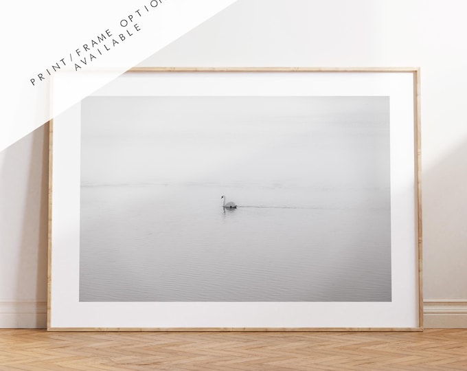 Swan Black and White Photography Print - Hampshire Photography Prints - Wall Art -  Frame and Canvas Options - Landscape  - UK