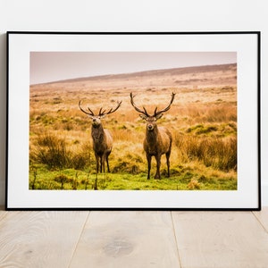 Stag Photography Print - Fine Art Photography Print - Peak District Photography - Stag Poster - Stag Wall Art - Warm Tones - Neutral Art