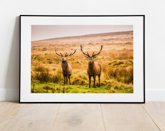 Stag Photography Print - Fine Art Photography Print - Peak District Photography - Stag Poster - Stag Wall Art - Warm Tones - Neutral Art