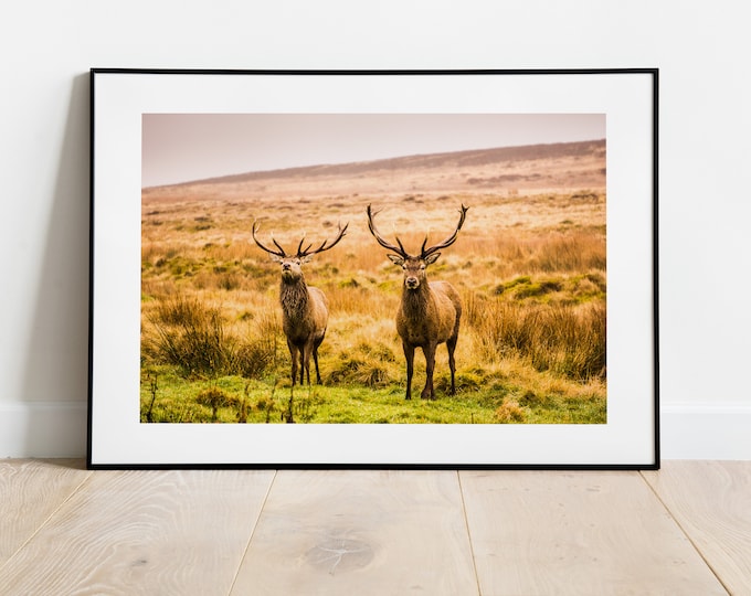 Stag Photography Print - Fine Art Photography Print - Peak District Photography - Stag Poster - Stag Wall Art - Warm Tones - Neutral Art