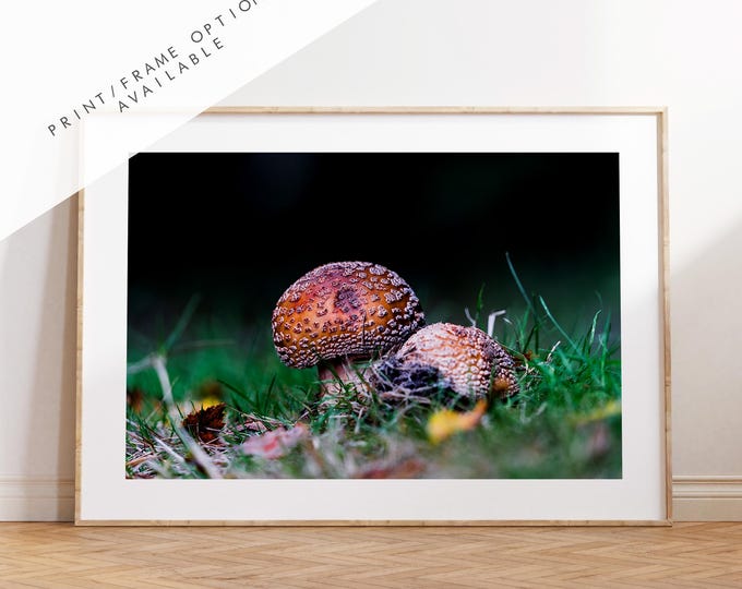 Funghi Photography Print - Hampshire Photography Prints - Wall Art -  Frame and Canvas Options - Landscape  - UK