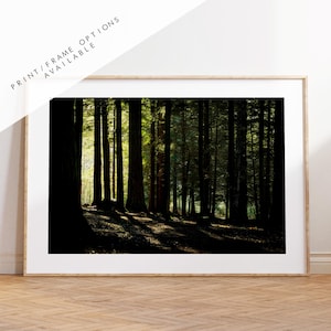 New Forest Photography Print - Hampshire Photography Prints - Wall Art -  Frame and Canvas Options - Landscape  - UK