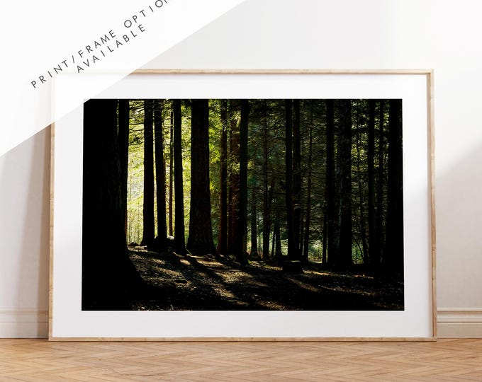 New Forest Photography Print - Hampshire Photography Prints - Wall Art -  Frame and Canvas Options - Landscape  - UK