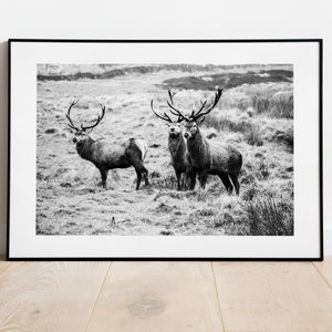 Jelenie Wydruk - Wydruk fotografii artystycznej - Fotografia Peak District - Plakat Jeleń - Sztuka ścienna Jeleń - Nowoczesny - Rustykalny - Prezent - Krajobraz