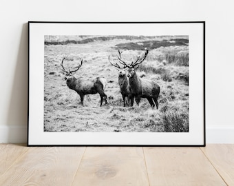 Stags Print - Fine Art Photography Print - Peak District Photography - Stag Poster - Stag Wall Art - Modern - Rustic - Gift - Landcsape
