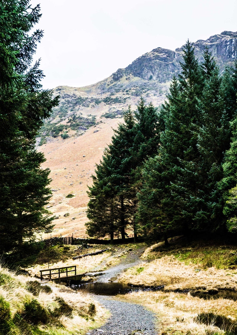 Forest Photography Forest Path Nature Photography 0088 Mountains Lake District Trees National Park Wanderlust Landscapes