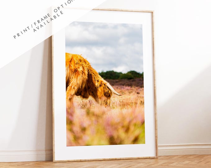 Highland Cow Photography Print - New Forest - Hampshire Photography Prints - Wall Art -  Frame and Canvas Options - Portrait  - UK
