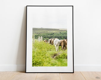 Cows Print - Fine Art Photography Print - Peak District Photography - Peak District Print - Nature - Rustic - Vintage Homestyle - Poster