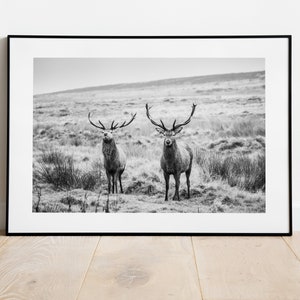Landscape Stag Print - Fine Art Photography Print - Peak District Photography - Stag Poster - Stag Wall Art - Modern - Rustic - Gift -