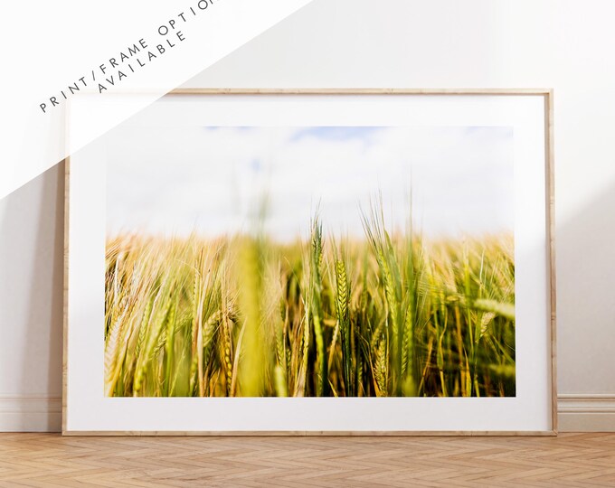 Wheat Field Photography Print - West Sussex Photography Prints - Wall Art -  Frame and Canvas Options - Landscape  - UK