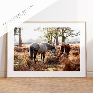 New Forest Ponies Photography Print - Hampshire Photography Prints - Wall Art -  Frame and Canvas Options - Landscape  - UK