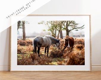 New Forest Ponies Photography Print - Hampshire Photography Prints - Wall Art -  Frame and Canvas Options - Landscape  - UK