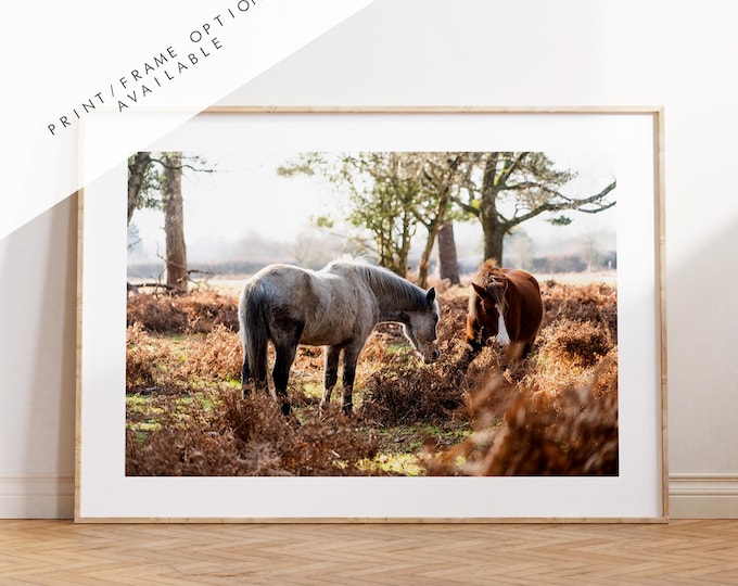 New Forest Ponies Photography Print - Hampshire Photography Prints - Wall Art -  Frame and Canvas Options - Landscape  - UK