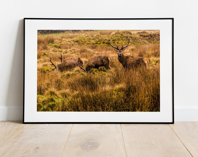 Landscape Stag Print - Fine Art Photography Print - Peak District Photography - Stag Poster - Stag Wall Art - Warm Tones - Neutral Wall Art