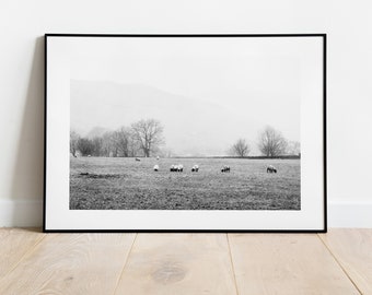 Minimalist Sheep Print - Fine Art Photography Print - Peak District Photography - Peak District Print  - Black and White Landscapes - Farm