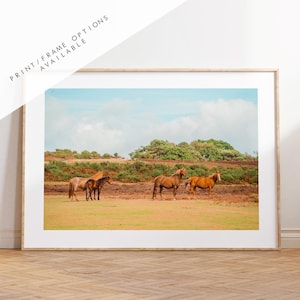 New Forest Photography Print - Hampshire Photography Prints - Wall Art -  Frame and Canvas Options - Landscape  - UK