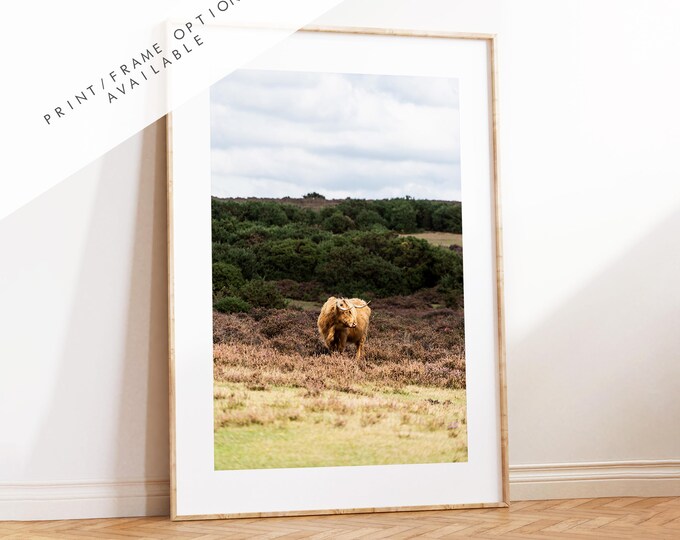 Highland Cow Photography Print - New Forest - Hampshire Photography Prints - Wall Art -  Frame and Canvas Options - Portrait  - UK