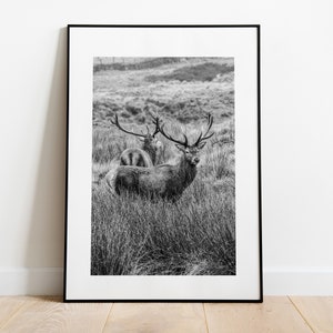 Jelenie Wydruk - Wydruk fotografii artystycznej - Fotografia Peak District - Plakat z jeleniem - Sztuka ścienna z jeleniem - Nowoczesny - Rustykalny - Prezent - Para jeleni