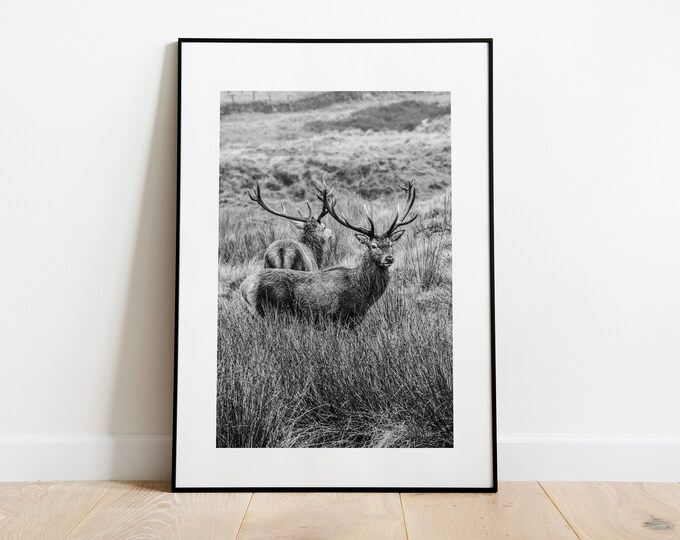 Stags Print - Fine Art Photography Print - Peak District Photography - Stag Poster - Stag Wall Art - Modern - Rustic - Gift - Pair of Stags