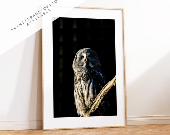 Great Grey Owl Photography Print - Hampshire Photography Prints - Wall Art -  Frame and Canvas Options - Portrait  - UK