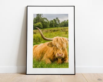 Highland Cow Print - Fine Art Photography Print - Peak District Photography - Peak District Print - Nature - Rustic - Vintage Homestyle