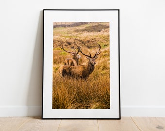 Stag Print - Fine Art Photography Print - Peak District Photography - Stag Poster - Stag Wall Art - Rustic - Modern - Vintage Homestyle