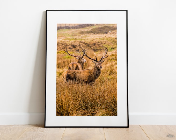 Stag Print - Fine Art Photography Print - Peak District Photography - Stag Poster - Stag Wall Art - Rustic - Modern - Vintage Homestyle