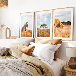 New Forest Print Set x3 - Prints or Framed Prints - Print Set of Three - New Forest Photography Prints - Hampshire Photography