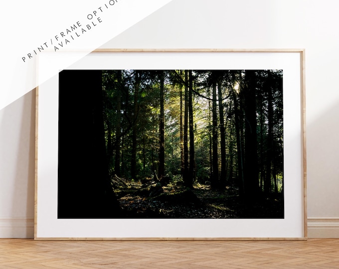 Forest Photography Print - New Forest - Hampshire Photography Prints - Wall Art -  Frame and Canvas Options - Landscape  - UK
