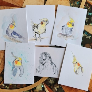 Op de afbeelding: Een verzameling van zes kunstkaarten met aquarel- en inktillustraties van valkparkieten. De kaarten tonen verschillende poses en stijlen, met de nadruk op de gele kuiven, grijze lichamen en gedetailleerde veren van de vogels. Het kunstwerk staat op wit karton.