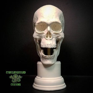 Anatomical Skull with posable jaw Model: 1/3rd scale unpainted resin model kit
