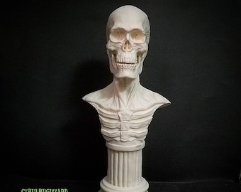 Anatomical Skeletal sculpting bust 1/3rd scale unpainted resin model kit
