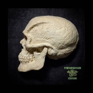 May include: A white, detailed, sculpted human skull with a textured surface. The skull is viewed from the side, showing the jawline and teeth. The skull is on a black background with the text "CTHULHUGIZZARD CUSTOMS" in green.