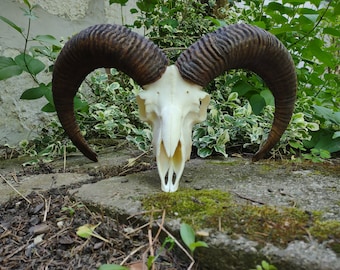 Ram skull, real mouflon skull, sheep 60-60cm