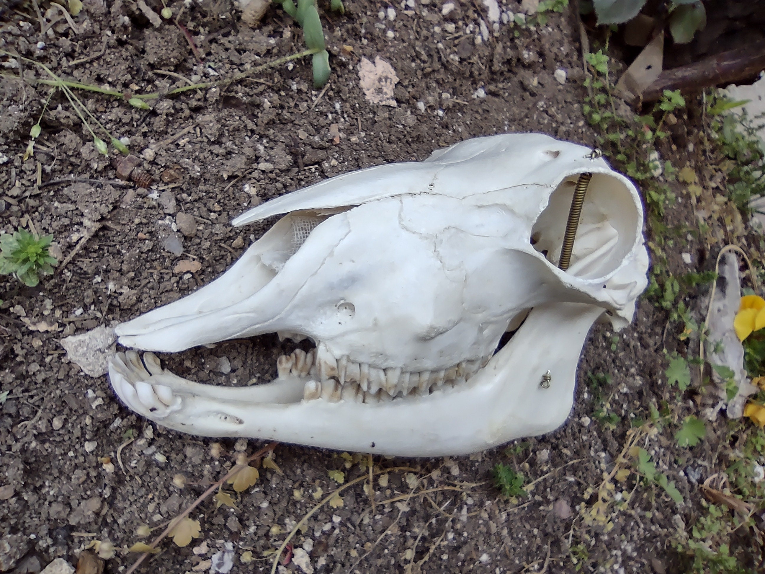 Domestic sheep ewe skull real skull | Etsy