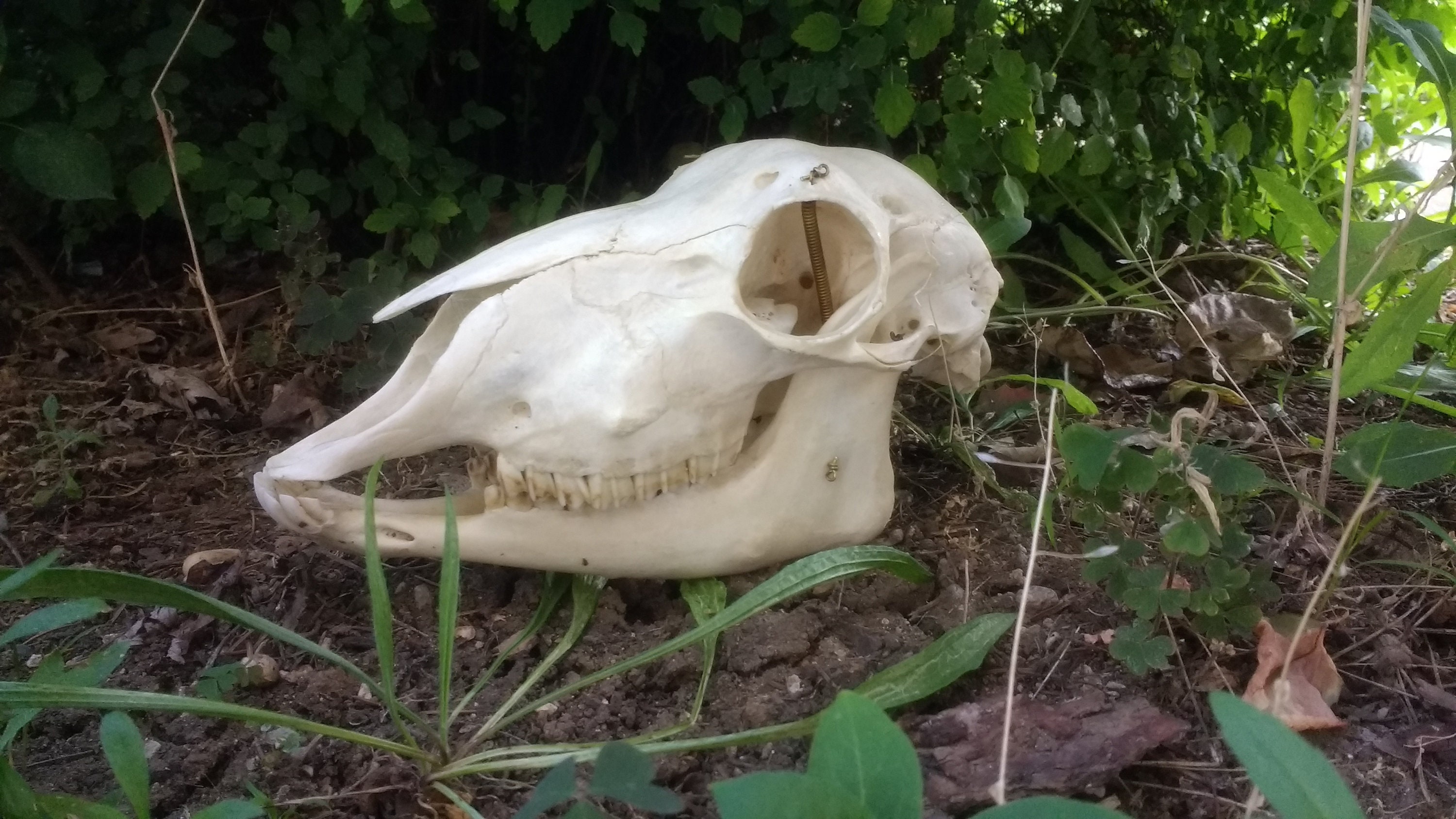 Domestic sheep ewe skull real skull | Etsy