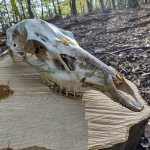 Green Red Deer skull, real, hind, doe deer, natural