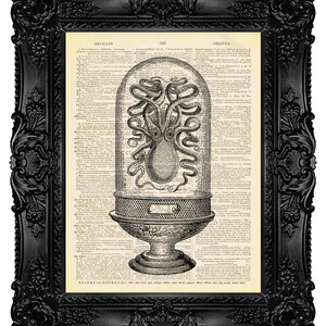 Cabinet of Curiosities Art Steampunk OCTOPUS College Dorm Decor Poster Dictionary Art Print on Dictionary Paper Vintage Art Print 506