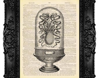 Cabinet of Curiosities Art Steampunk OCTOPUS College Dorm Decor Poster Dictionary Art Print on Dictionary Paper Vintage Art Print 506