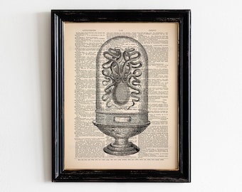 Puede incluir: Una ilustración en blanco y negro de un pulpo en una cúpula de vidrio, impresa en una página de libro vintage. La página tiene texto en fuente serif, incluyendo la palabra "OCTOPODES".