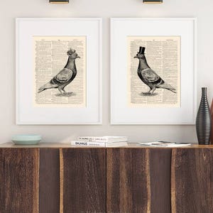 Pode incluir: Duas ilustra&ccedil;&otilde;es em preto e branco emolduradas de pombos usando chap&eacute;us. O pombo &agrave; esquerda est&aacute; usando uma coroa e o pombo &agrave; direita est&aacute; usando um chap&eacute;u-coco. As ilustra&ccedil;&otilde;es s&atilde;o impressas em uma p&aacute;gina de um dicion&aacute;rio antigo.