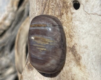 Opalized wood 571