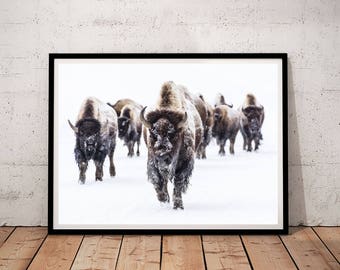 bison print, buffalo print, bison wall art, buffalo wall art, animal photography prints, Printable wall art, downloadable prints, printables