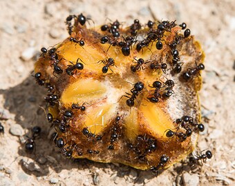 Kinglet fruit, Ants Photography, Fine large print, Insect Photo Print, Ants nature print, ants wall art, close up insect, wild life print