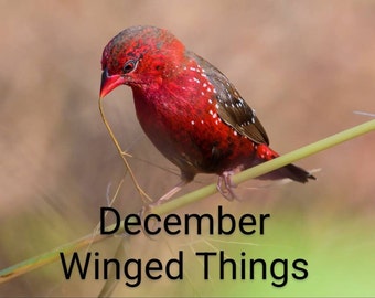December Winged Things Yarn of the Month Club - Strawberry Finch - Deep Reds Silver Browns White w/Speckles -Pre-order CLOSES December 4