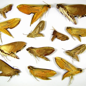 Sphingidae Butterfly Collection: 13 Unmounted Real Butterflies