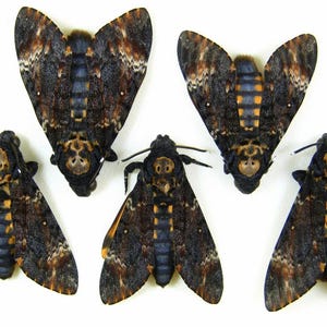 Sphingidae. Acherontia atropos. 5pcs. Hawk Moth Death&#39;s Head! The Silence of the Lambs. Unmounted butterfly