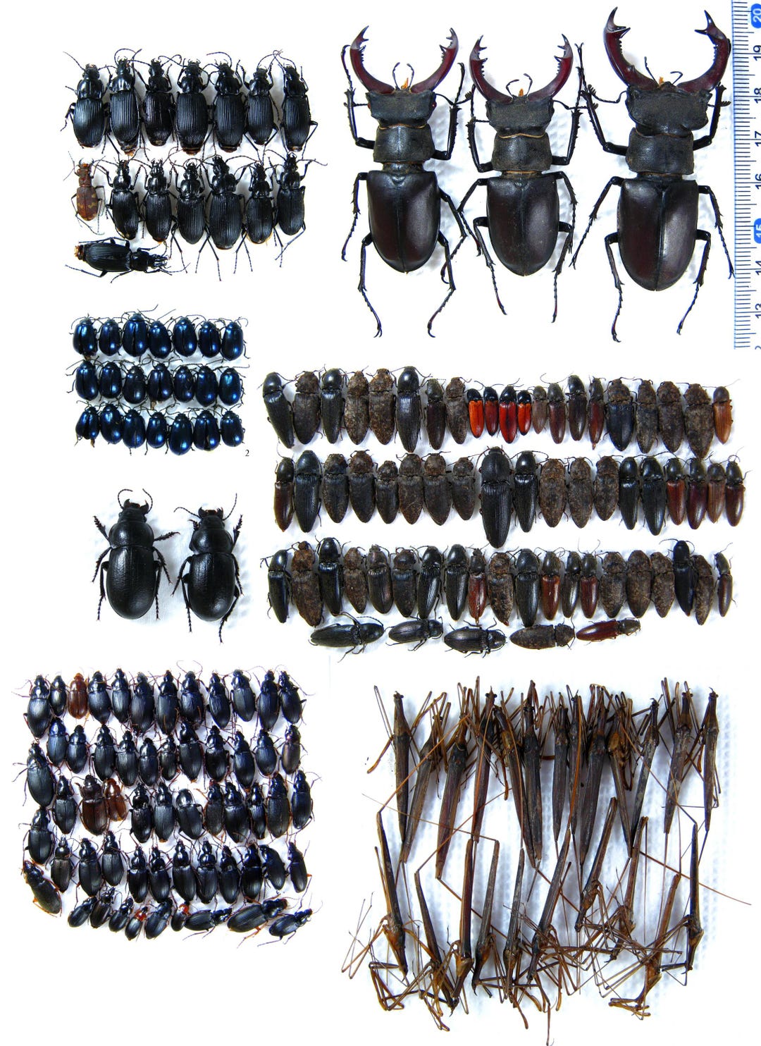 Insect Mixes, Dytiscus Dimidiatus, Carabidae, Acilius Sulcatus, Cucujus ...