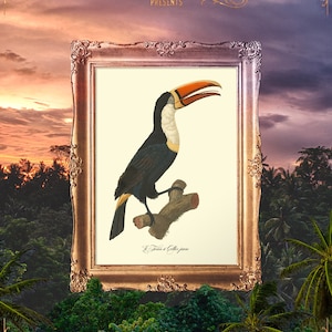 Toucan Wall Decor, Jungle Bird Art, Jungle Prints, Bird Wall Art, Dorm Bird Print, Bird Cyber Monday, Birthday Posters - E33_15